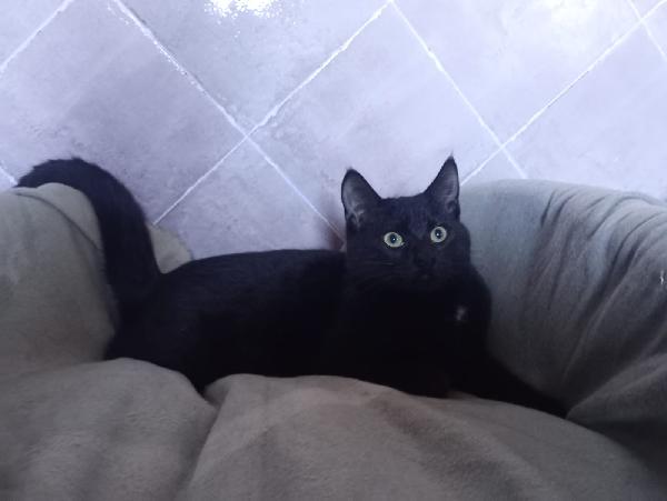 MILO E PANTI: MICINI DI 4 MESI CERCANO FAMIGLIA Foto 6