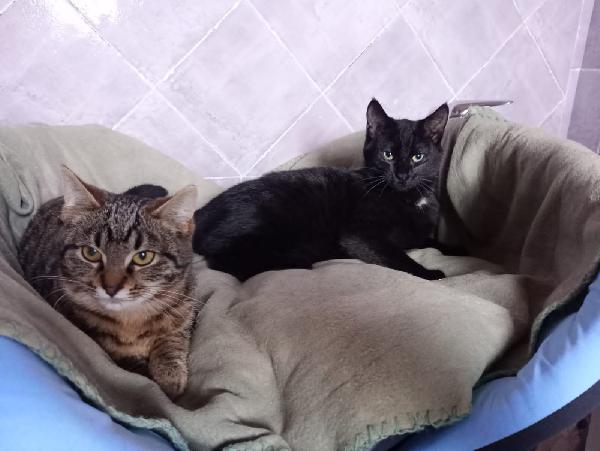 MILO E PANTI: MICINI DI 4 MESI CERCANO FAMIGLIA Foto 8