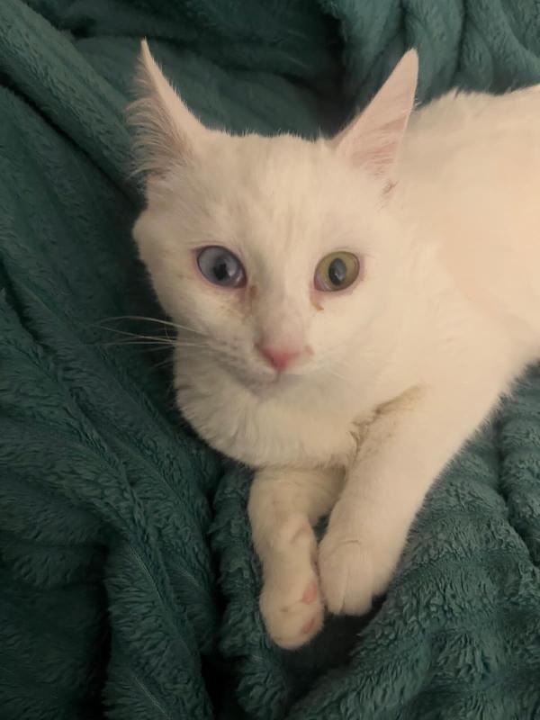 Vega: Mocina Di 5 Mesi Cerca Famiglia