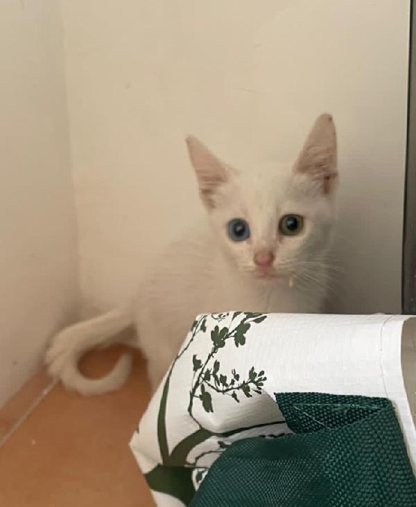 VEGA: MOCINA DI 5 MESI CERCA FAMIGLIA Foto 2