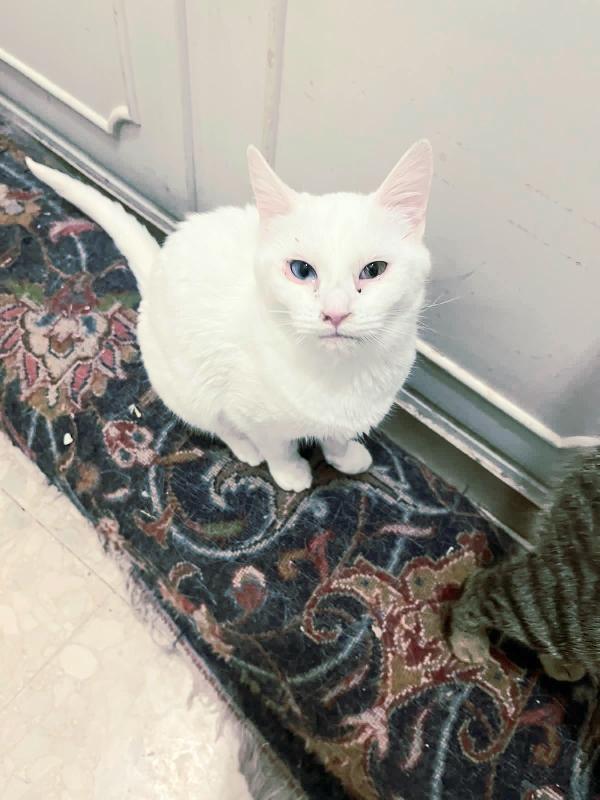 VEGA: MOCINA DI 5 MESI CERCA FAMIGLIA Foto 3