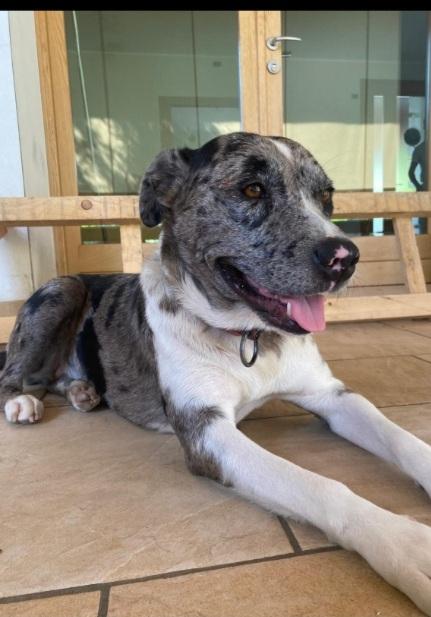 Mix Amstaff/Pastore Lagorai 2Anni Bellissima! Treviso