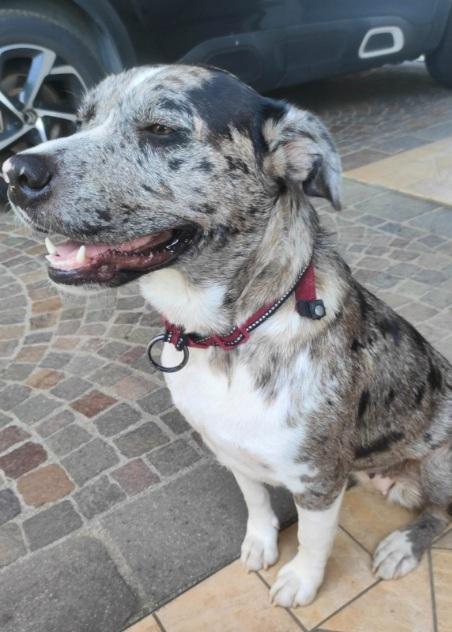 Mix Amstaff/Pastore Lagorai 2anni BELLISSIMA! TREVISO Foto 2