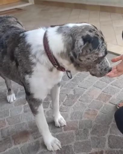 Mix Amstaff/Pastore Lagorai 2anni BELLISSIMA! TREVISO Foto 3