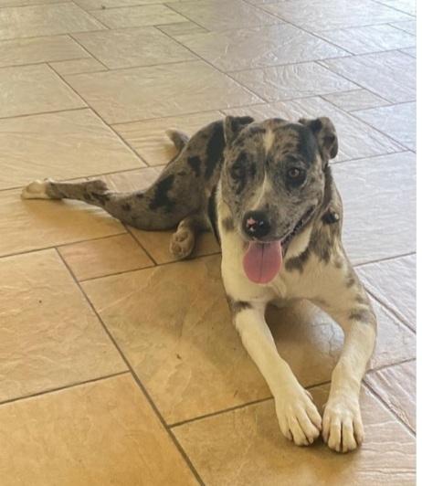 Mix Amstaff/Pastore Lagorai 2anni BELLISSIMA! TREVISO Foto 4