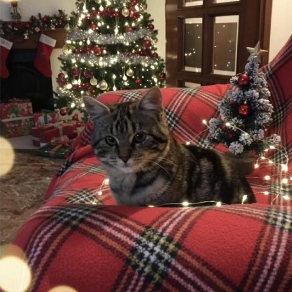 Jude Dolce Micina 5 Mesi Cerca Casa ... Per Natale!