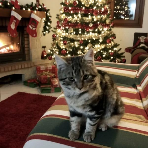 JUDE dolce micina 5 mesi cerca casa ... per Natale! Foto 2