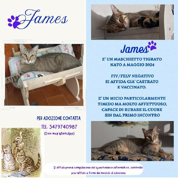 James Dolce Micio In Adozione!