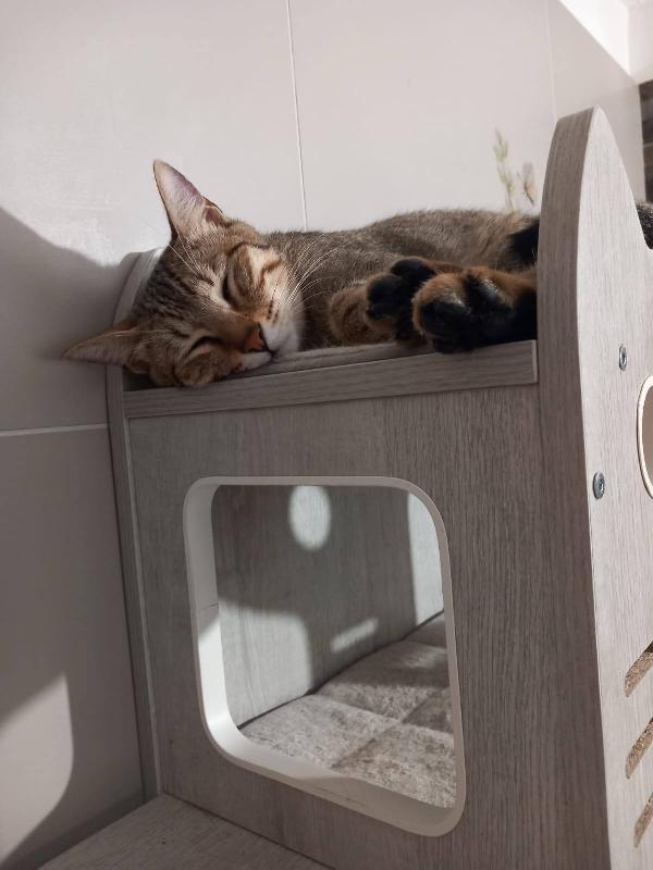 JAMES dolce micio in adozione! Foto 4