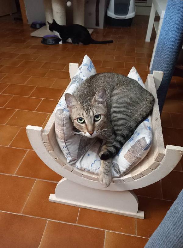 JAMES dolce micio in adozione! Foto 5