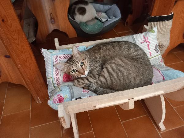 JAMES dolce micio in adozione! Foto 7