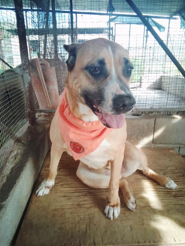 Akira Ha Bisogno Di Voi 