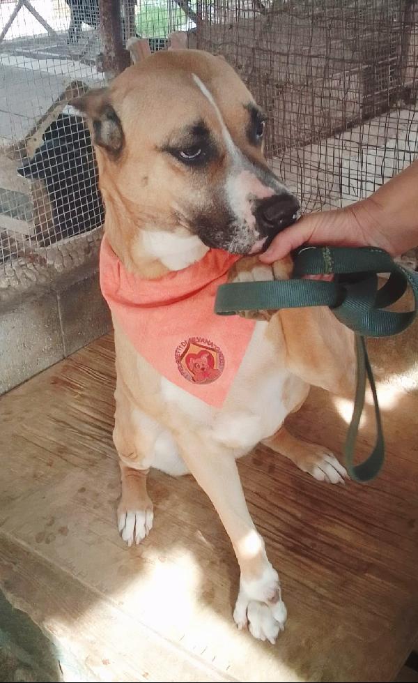 AKIRA HA BISOGNO DI VOI  Foto 2