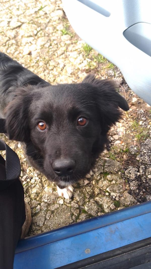 Dana Dolce Cucciolina Tg Medio Piccola Cerca Famiglia