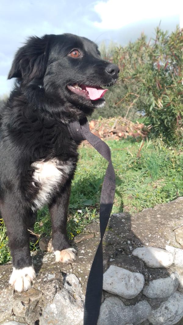 Dana dolce cucciolina tg medio piccola cerca famiglia Foto 2