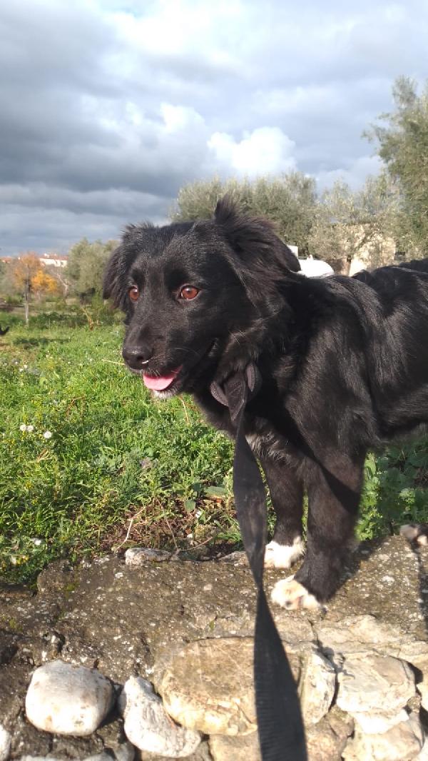 Dana dolce cucciolina tg medio piccola cerca famiglia Foto 3