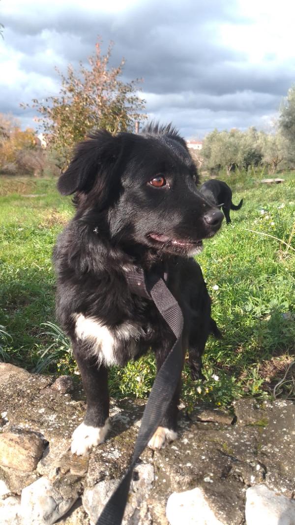 Dana dolce cucciolina tg medio piccola cerca famiglia Foto 4