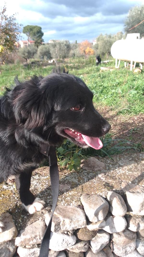 Dana dolce cucciolina tg medio piccola cerca famiglia Foto 5