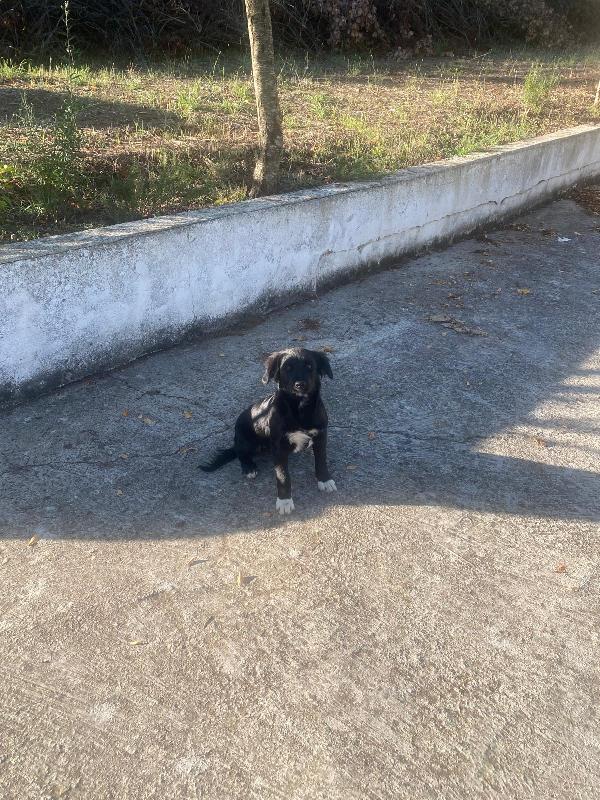 Dana dolce cucciolina tg medio piccola cerca famiglia Foto 7