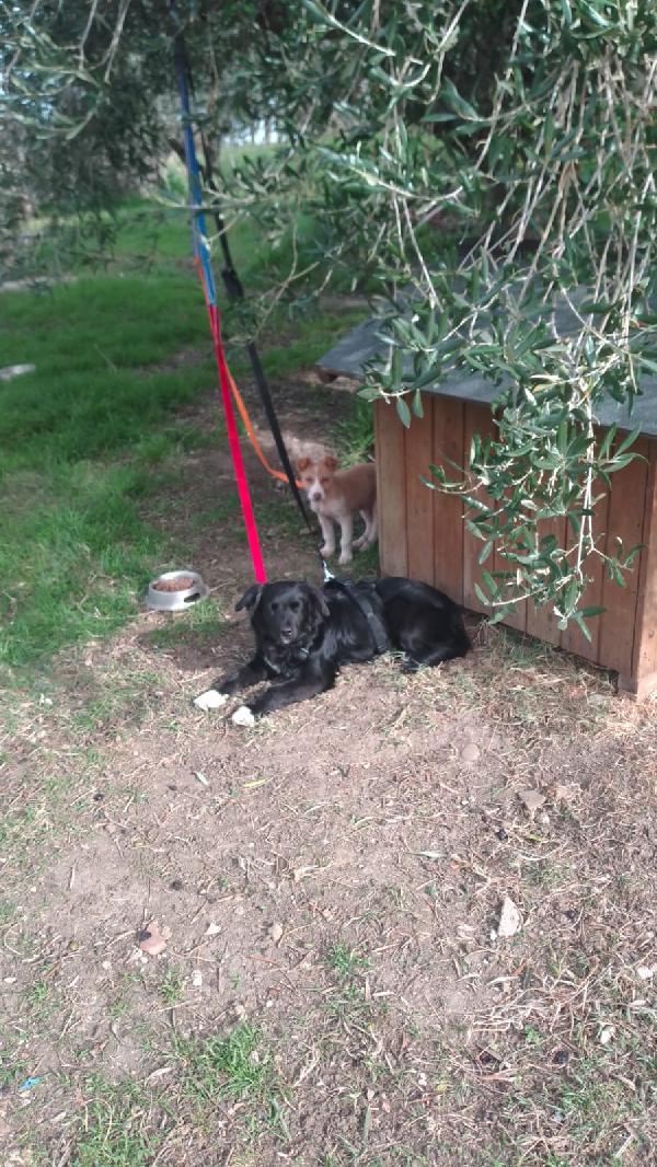 Dana dolce cucciolina tg medio piccola cerca famiglia Foto 8