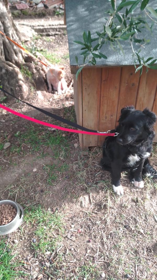 Dana dolce cucciolina tg medio piccola cerca famiglia Foto 9