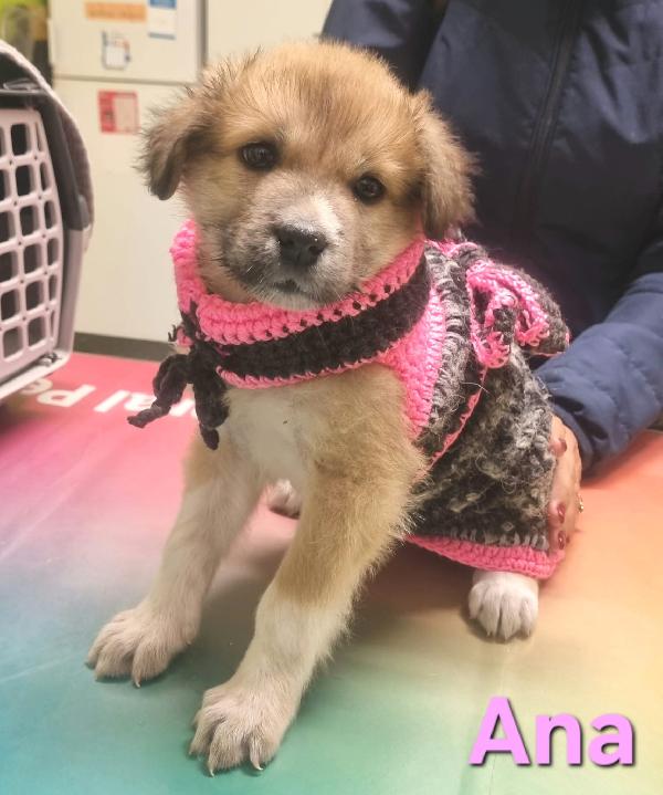 Ana Cucciola Femmina Taglia Medio Grande