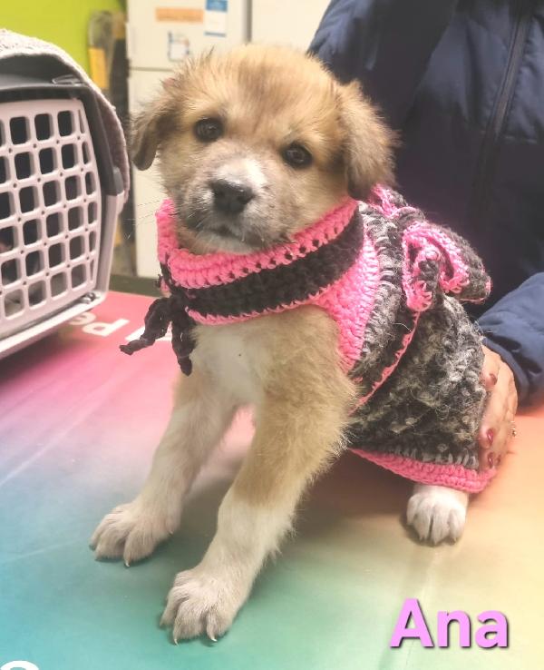 ANA CUCCIOLA FEMMINA TAGLIA MEDIO GRANDE Foto 2