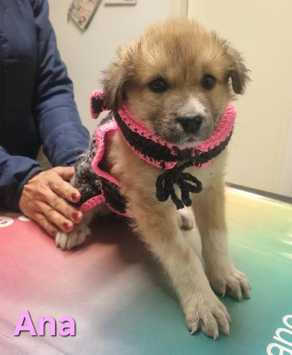 ANA CUCCIOLA FEMMINA TAGLIA MEDIO GRANDE Foto 3