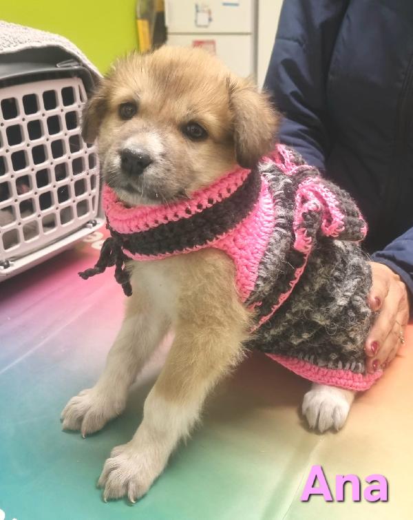 ANA CUCCIOLA FEMMINA TAGLIA MEDIO GRANDE Foto 5