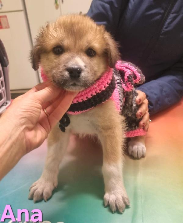 ANA CUCCIOLA FEMMINA TAGLIA MEDIO GRANDE Foto 4
