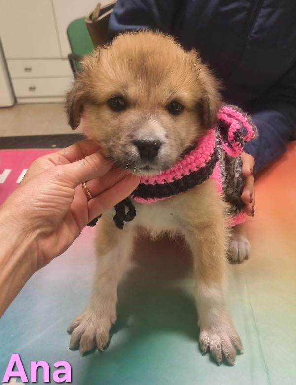 ANA CUCCIOLA FEMMINA TAGLIA MEDIO GRANDE Foto 6