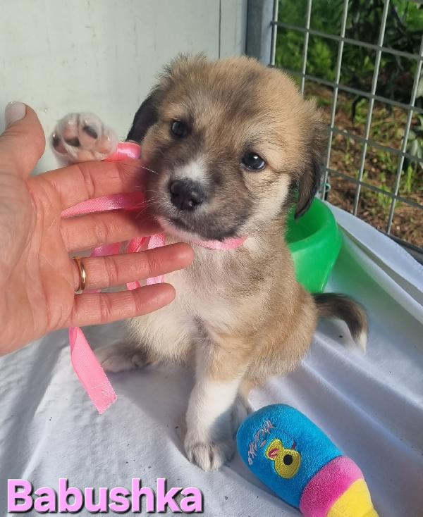 Babushka Cucciola Femmina Taglia Grande