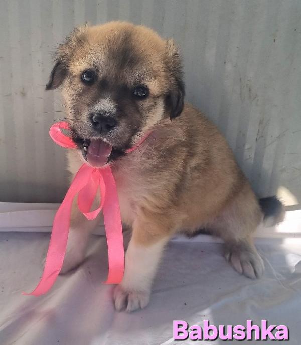 BABUSHKA CUCCIOLA FEMMINA TAGLIA GRANDE Foto 2