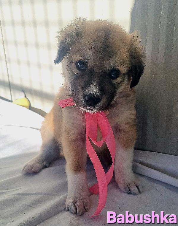BABUSHKA CUCCIOLA FEMMINA TAGLIA GRANDE Foto 3
