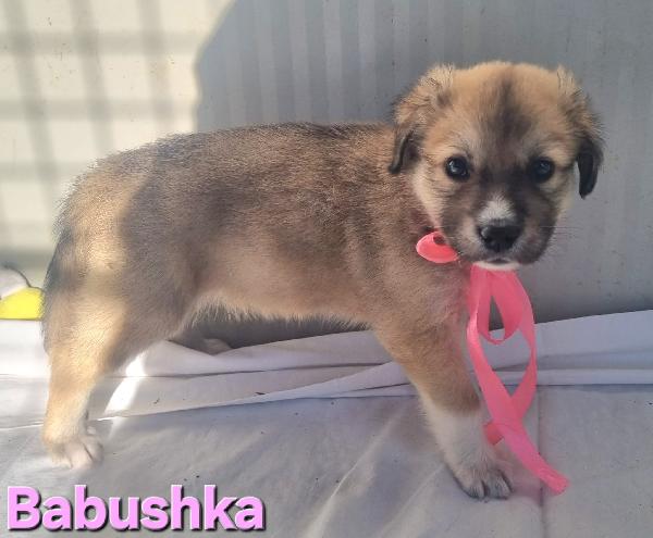 BABUSHKA CUCCIOLA FEMMINA TAGLIA GRANDE Foto 4