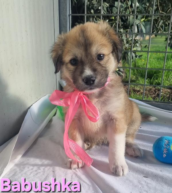 BABUSHKA CUCCIOLA FEMMINA TAGLIA GRANDE Foto 5