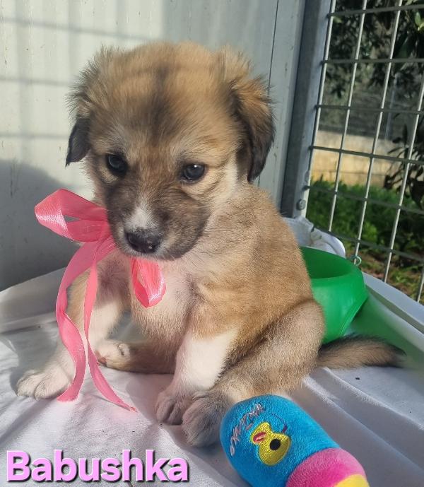 BABUSHKA CUCCIOLA FEMMINA TAGLIA GRANDE Foto 6