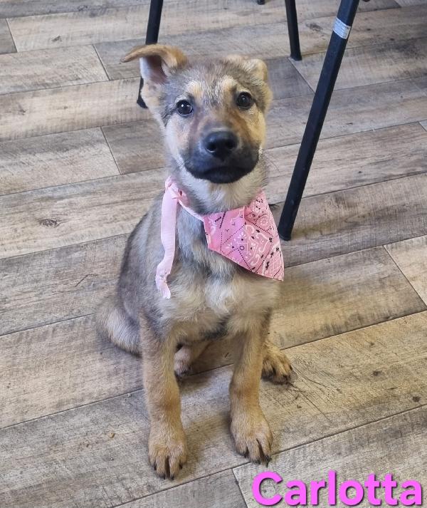 Carlotta Cucciola Mix Pastore Tedesco