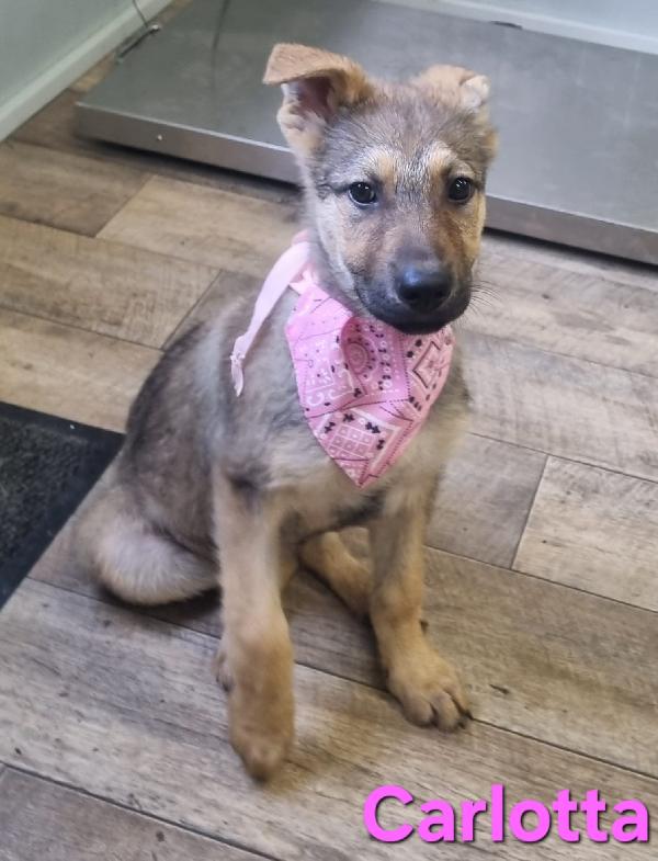 CARLOTTA CUCCIOLA MIX PASTORE TEDESCO Foto 2