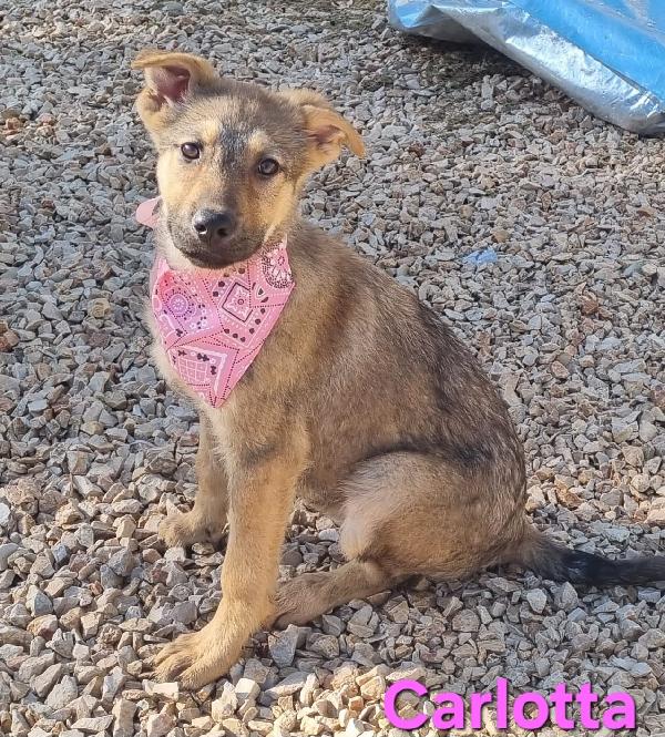 CARLOTTA CUCCIOLA MIX PASTORE TEDESCO Foto 3