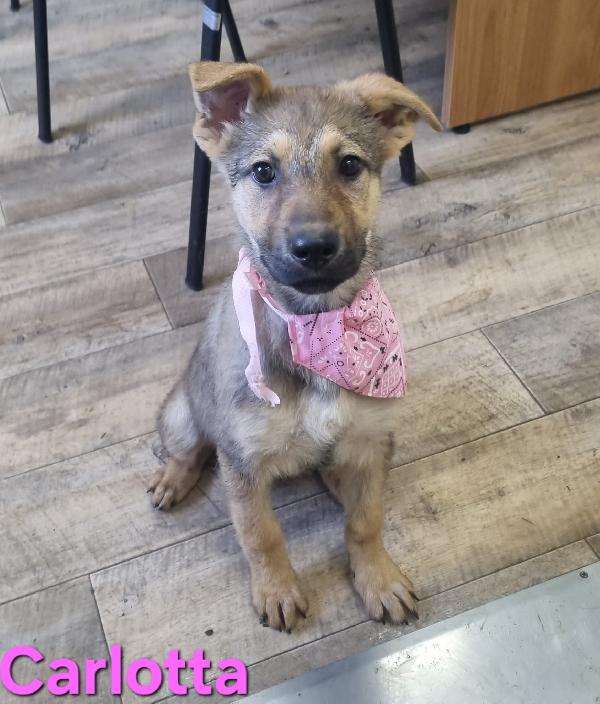 CARLOTTA CUCCIOLA MIX PASTORE TEDESCO Foto 4