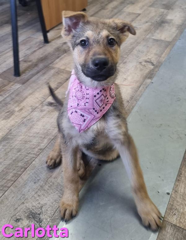 CARLOTTA CUCCIOLA MIX PASTORE TEDESCO Foto 5
