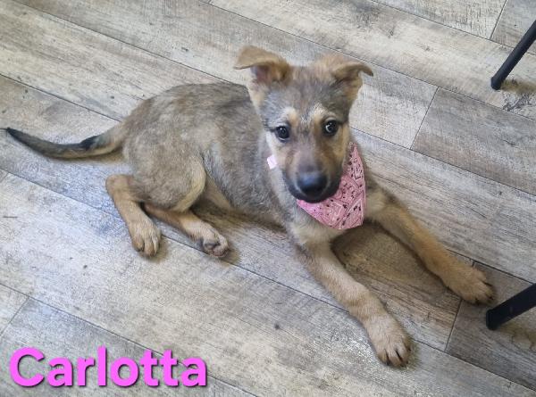 CARLOTTA CUCCIOLA MIX PASTORE TEDESCO Foto 6