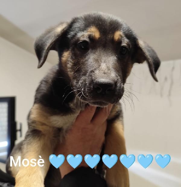 Mose’ E Noe’ Dolcisdimo