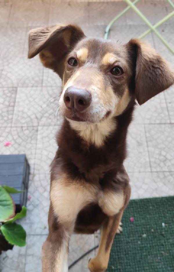 Stiggy 8Anni Padrona Deceduta Milano