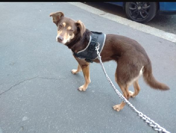 Stiggy 8anni padrona deceduta MILANO Foto 2