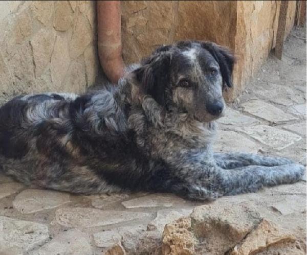 Yali 5Anni Salvato Da 1Lager 2Anni Fa  Garlasco