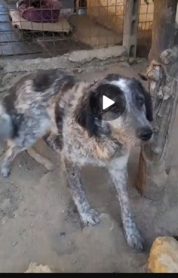 Yali 5anni salvato da 1lager 2anni fa  GARLASCO Foto 2