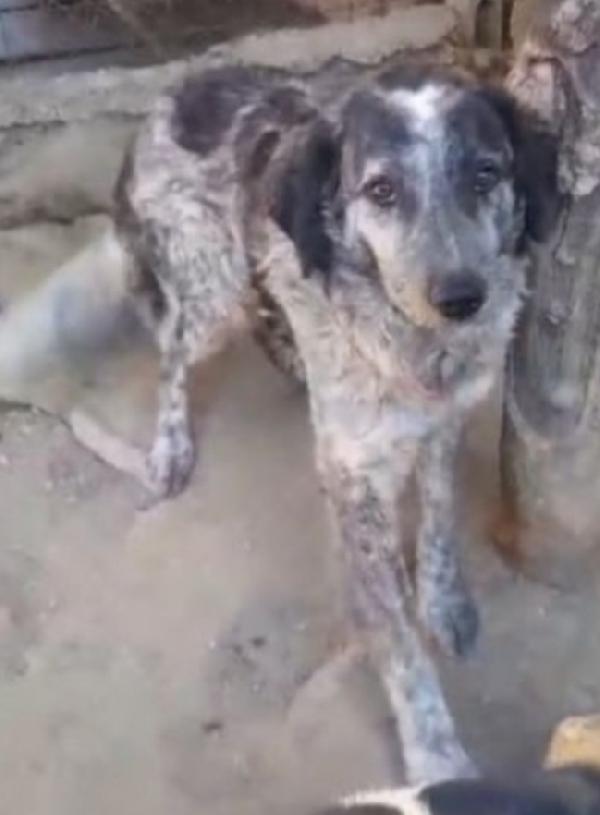 Yali 5anni salvato da 1lager 2anni fa  GARLASCO Foto 3