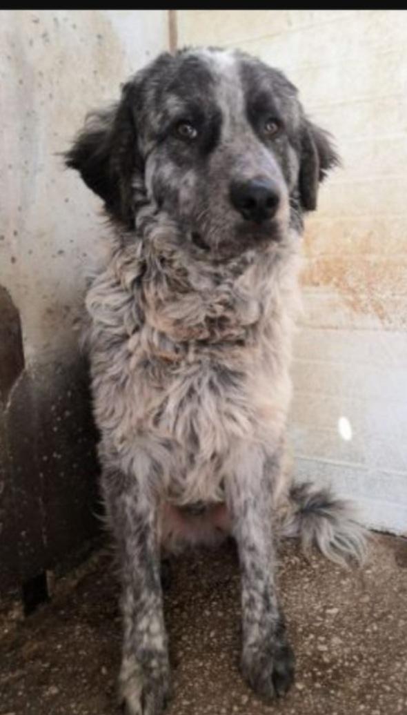 Yali 5anni salvato da 1lager 2anni fa  GARLASCO Foto 4